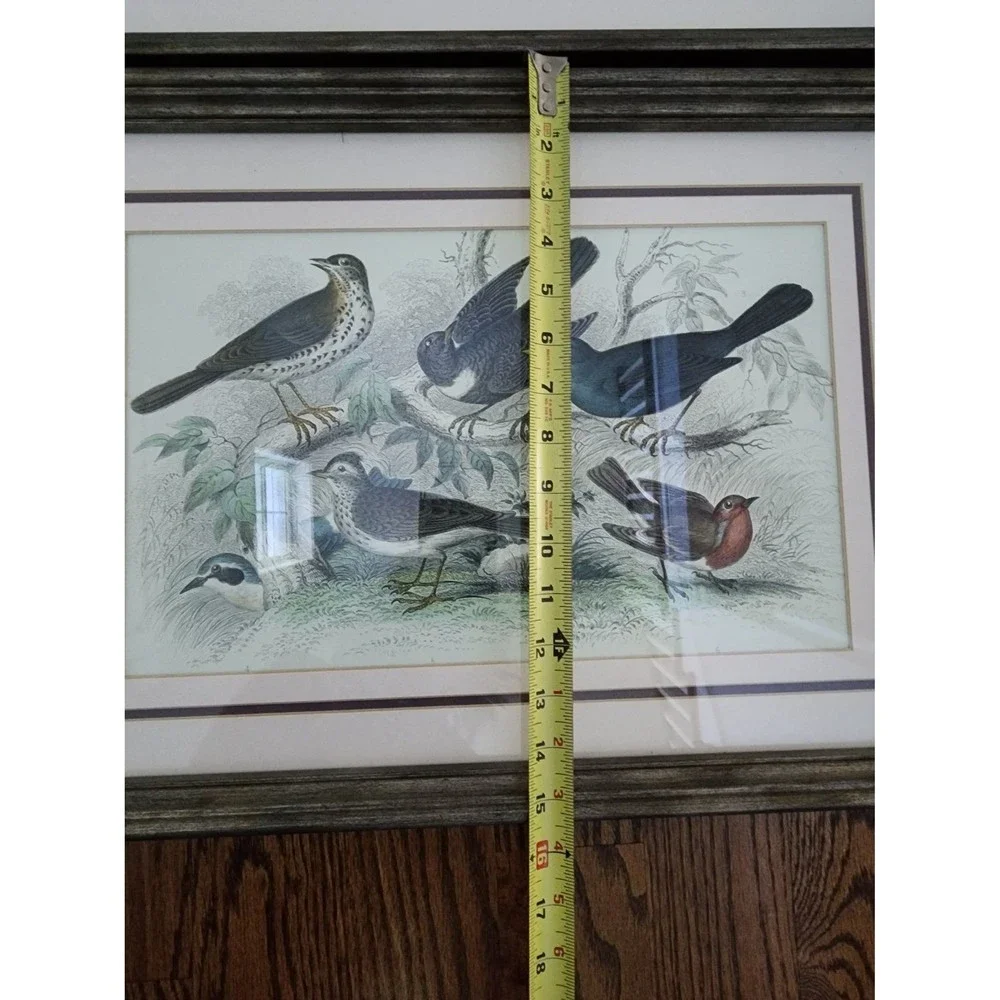 Vintage Song Bird Animal Framed Color Picture Wall Home Decor Print 15 x 21" - Picture 4 of 6